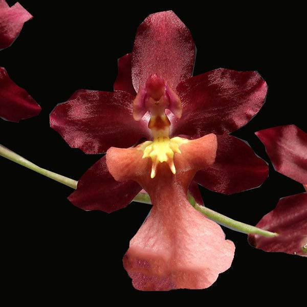 Oncidium Nova 'Red Cherry' - Without Flowers | BS - Buy Orchids Plants Online by Orchid-Tree.com