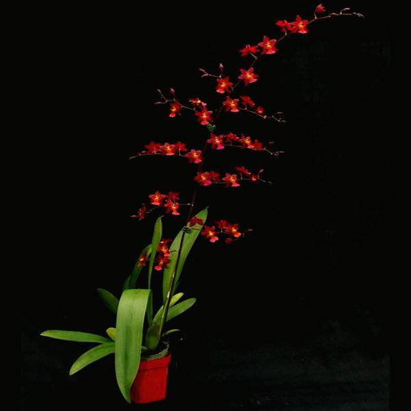 Oncidium Nova 'Red Cherry' - Without Flowers | BS - Buy Orchids Plants Online by Orchid-Tree.com