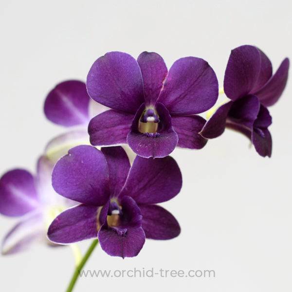 Dendrobium Muang TG Blue - Without Flowers | BS - Buy Orchids Plants Online by Orchid-Tree.com