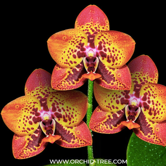 Phalaenopsis Zheng Min Anaconda -FF