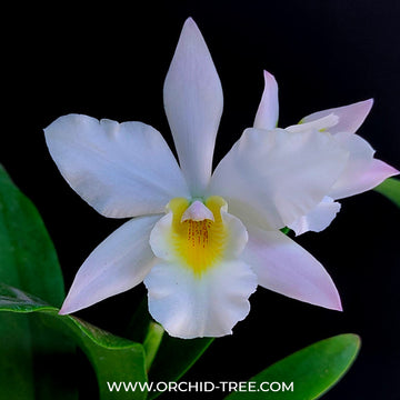 Buy Cattleya Orchids Online India | Cattleya Orchid | Orchid-tree ...