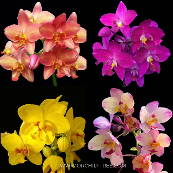 Ground Orchids – Orchid-Tree