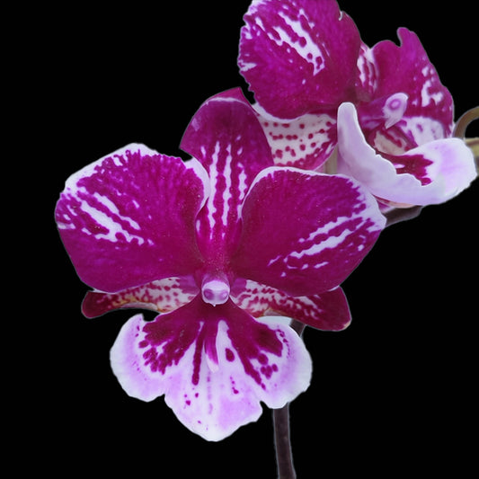 Phalaenopsis Beauty and Beast - FF