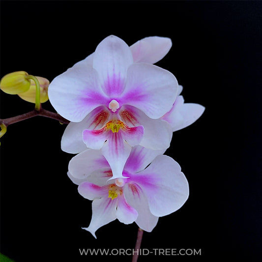 Phalaenopsis Big Mouse Orchid Plant -FF