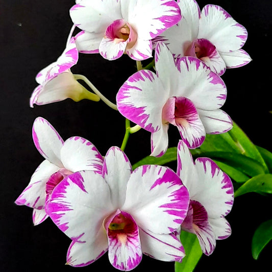 Dendrobium Enobi Splash Orchid Plant- BS