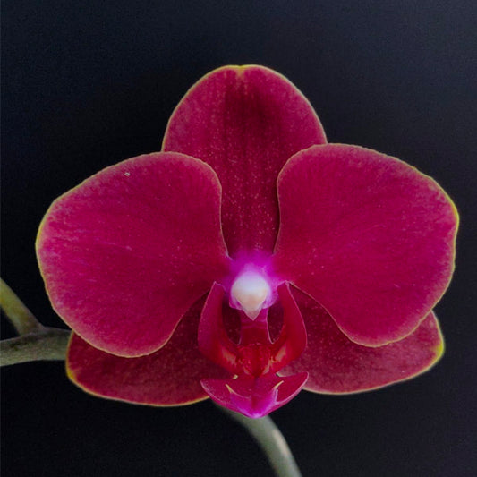 Phalaenopsis Fangmei Sweet - With Small Spike | FF - Buy Orchids Plants Online by Orchid-Tree.com