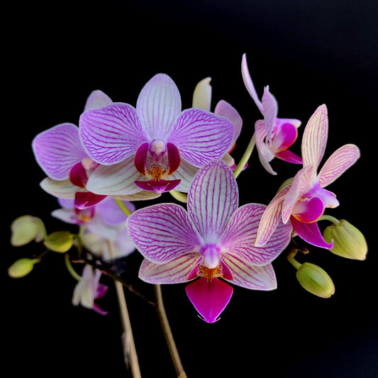 Phalaenopsis Fangmei Stripe Orchid Plant -FF