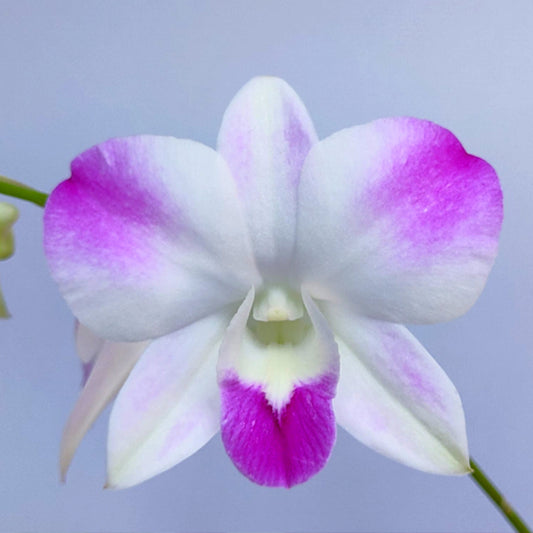 Dendrobium Giant Pink - BS