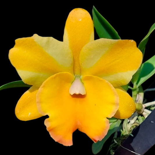 Cattleya (Rlc.) Nell Hammer #4 Orchid Plant -BS