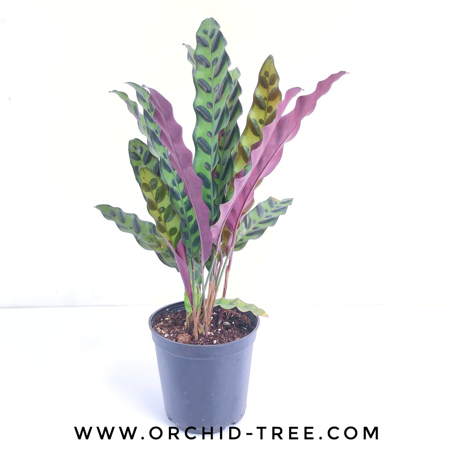 Calathea Rattlesnake Plant