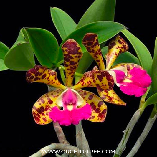 Cattleya Jungle Eyes - BS