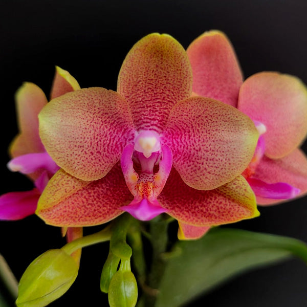 Blooming Orchid | Moth Orchid Flower Colors | Orchid-Tree