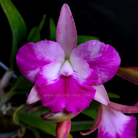 Cattleya Batalinii x Cattleytonia Maul Maid 'Pink' - BS