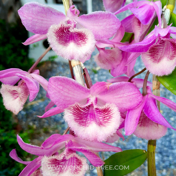 Dendrobium Mentor Orchid Plant - BS