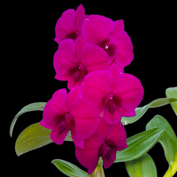 Dendrobium Panama Red Orchid Plant - MS