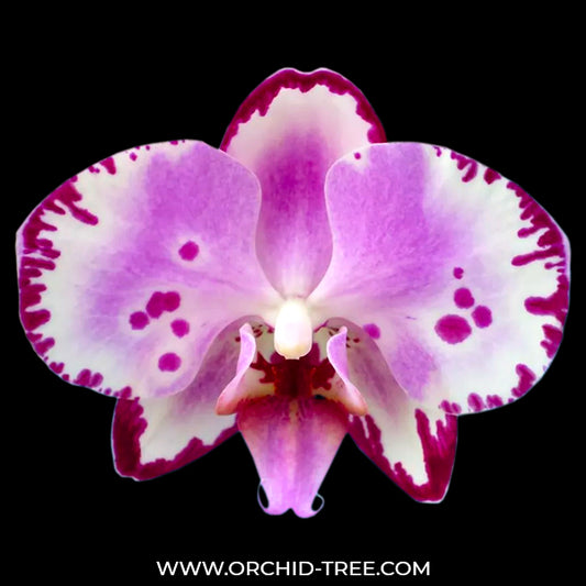 Phalaenopsis Peacock Emperor  Orchid Plant -BS