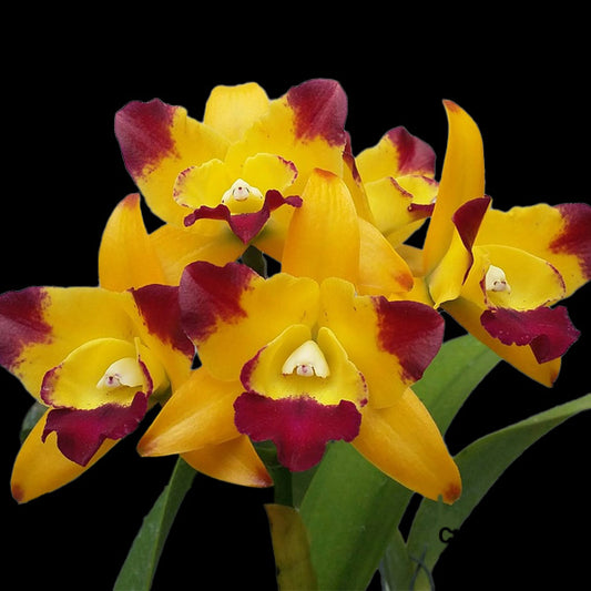 Cattleya Ploenpit Crown - BS