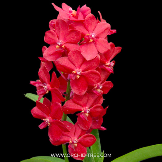 Vandachostylis Crownfox Red Gem Orchid Plant - BS