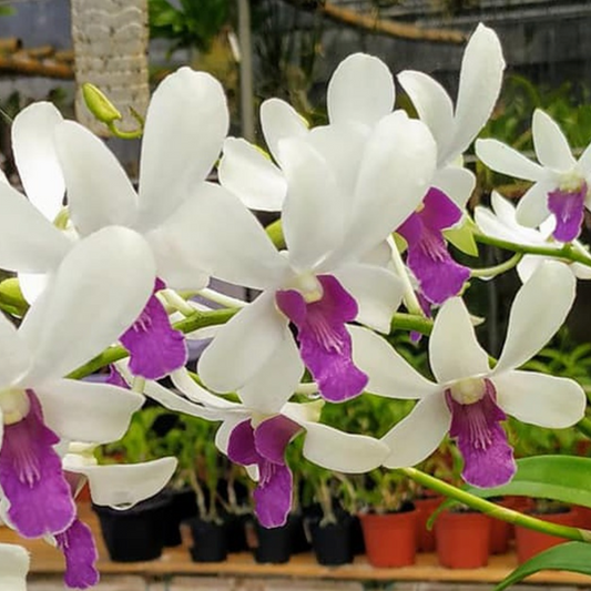 Dendrobium Wooleng  Orchid Plant- BS