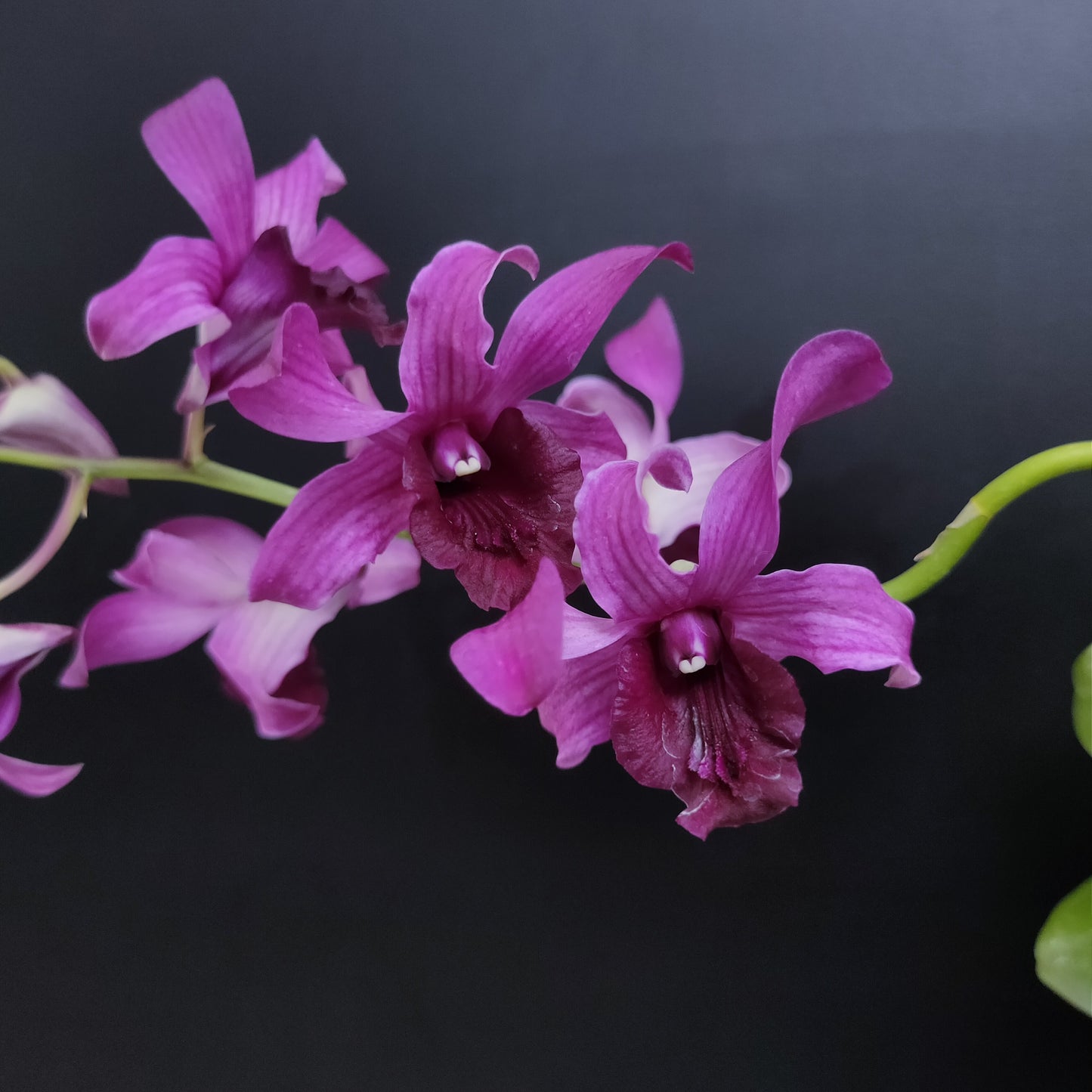 Dendrobium Betty Goto - BS