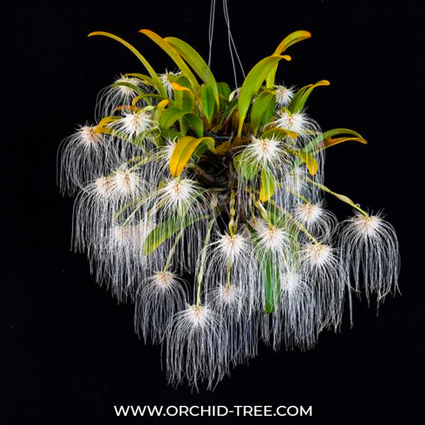 Bulbophyllum medusae sp. Orchid Plant -BS