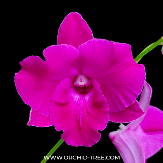 Dendrobium Humming Butterfly #1 Orchid Plant - BS