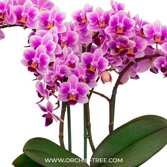 Phalaenopsis Electric Vibes Orchid Plant - FF