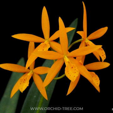 Buy Cattleya Orchids Online India | Cattleya Orchid | Orchid-tree ...