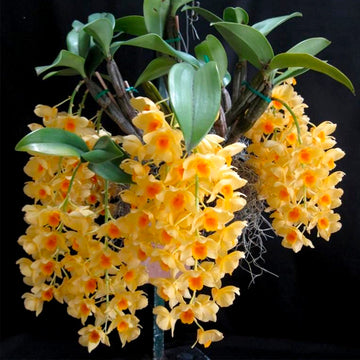 Dendrobium Orchid Colors| Dendrobium Orchids - Orchid-Tree
