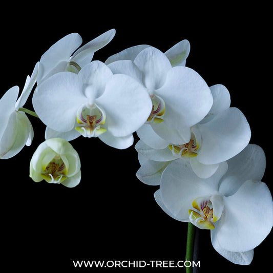 Phalaenopsis Timothy Christopher x P. amabilis - FF